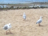 Seagulls3.jpg